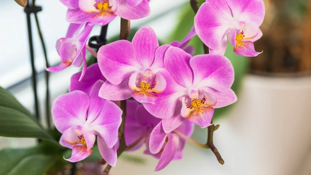 Jaký je ideální čas pro namáčení orchidejí ve vodě?