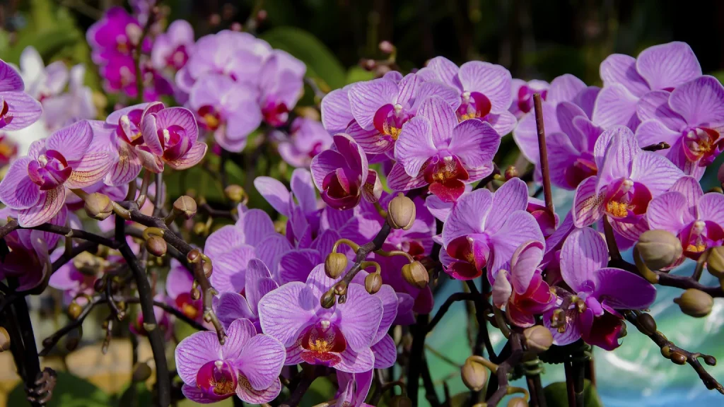 Vaše orchidej už nekvete? Tady je trik, který ji donutí znovu rozkvétat.