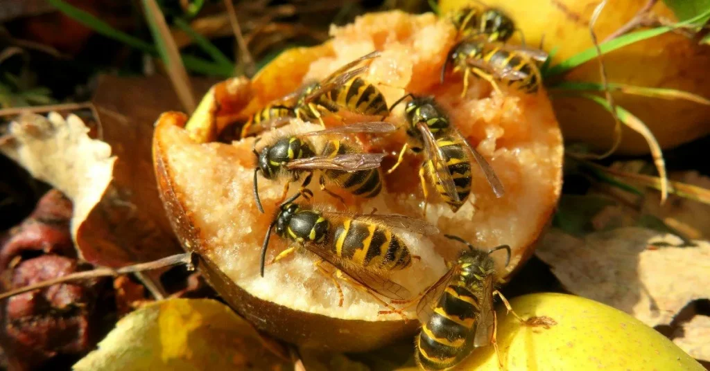 Snězte je a rozhoďte slupky po zahradě – vosy se budou držet dál.