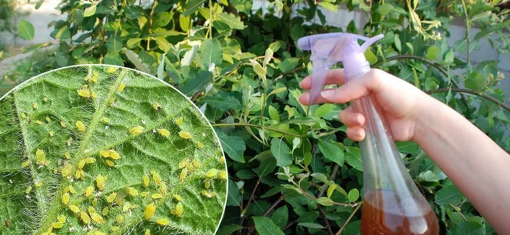Jednoduchý a účinný recept, který vám pomůže zbavit se mšic najednou