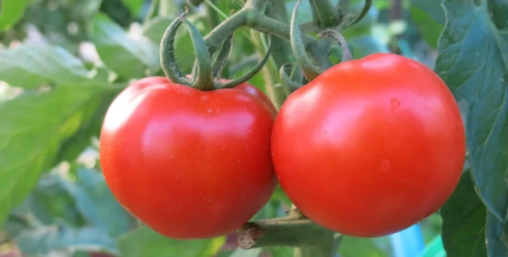 Jednoduché hnojivo, které zvyšuje výnos rajčat až 10krát. Jednoduché a účinné!