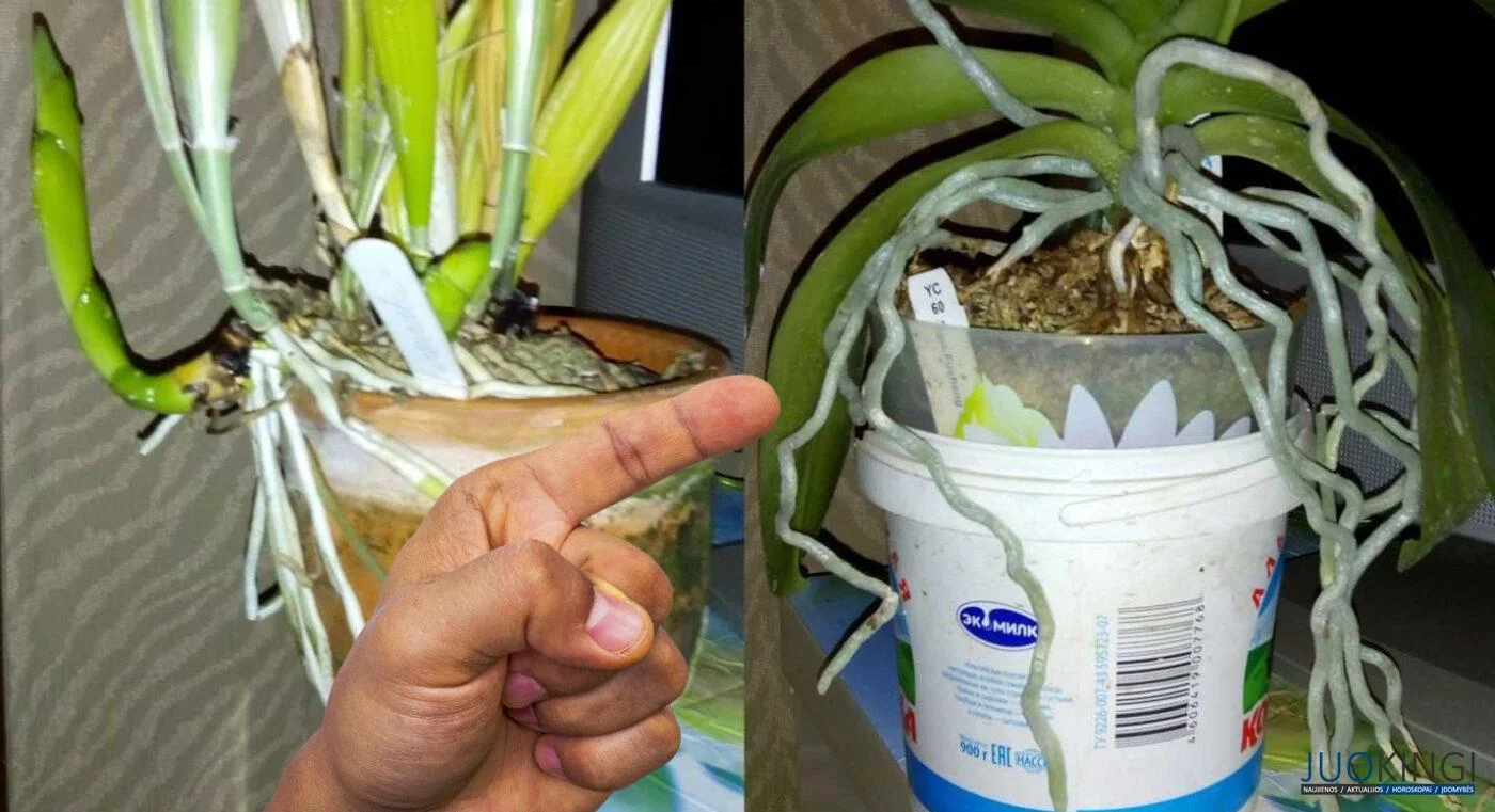 Co dělat s kořeny orchideje, které vyčnívají z květináče: mnoho lidí dělá tuto chybu