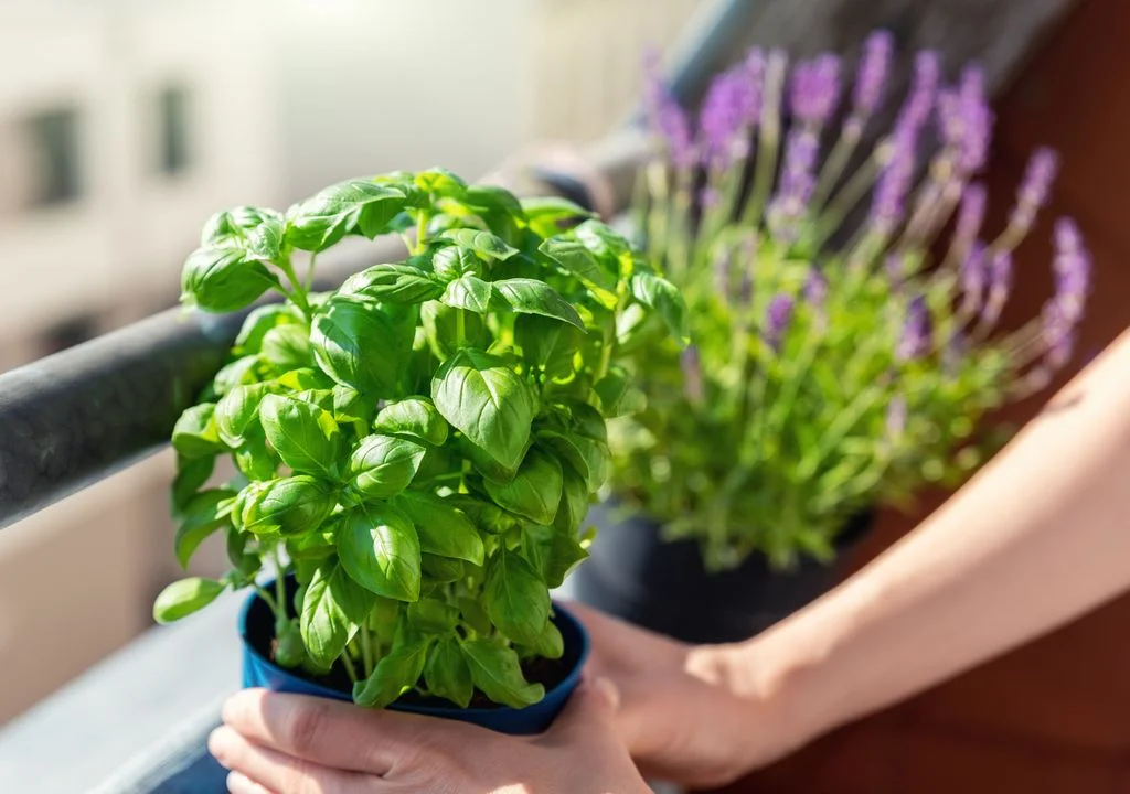 Ideální aromatická rostlina na vaši terasu: příjemně voní, odpuzuje komáry a snadno se pěstuje v květináči.