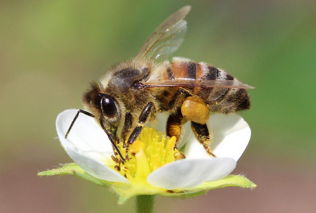 Ani citronella, ani insekticid: jak odhánět včely pomocí předmětu, který má každý doma