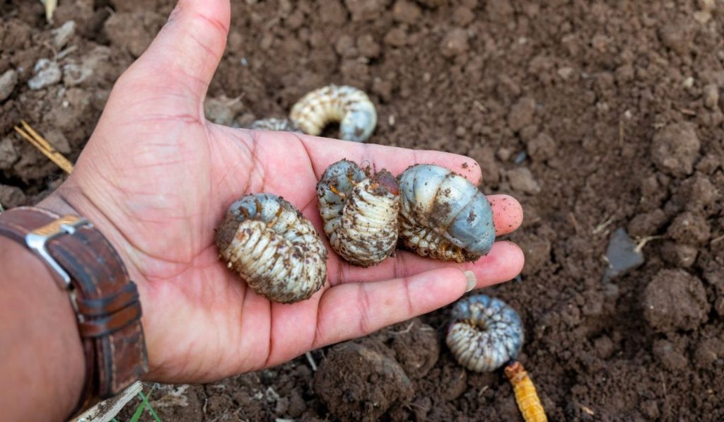 Nasbírejte je na louce a zalijte vodou. Účinně se zbavíte larev
