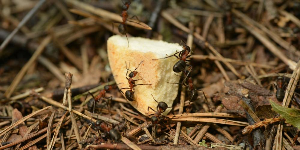 Mravenci: jak se vyhnout invazi do domu nebo se jí zbavit?
