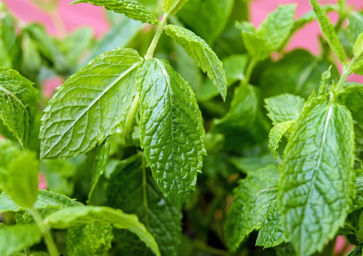Chutná aromatická rostlina, kterou lze pěstovat doma, je ideální pro maté.