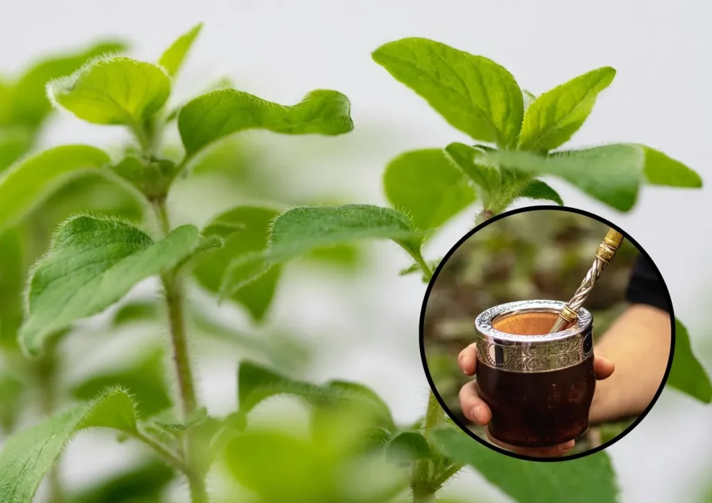 Chutná aromatická rostlina, kterou lze pěstovat doma, je ideální pro maté.
