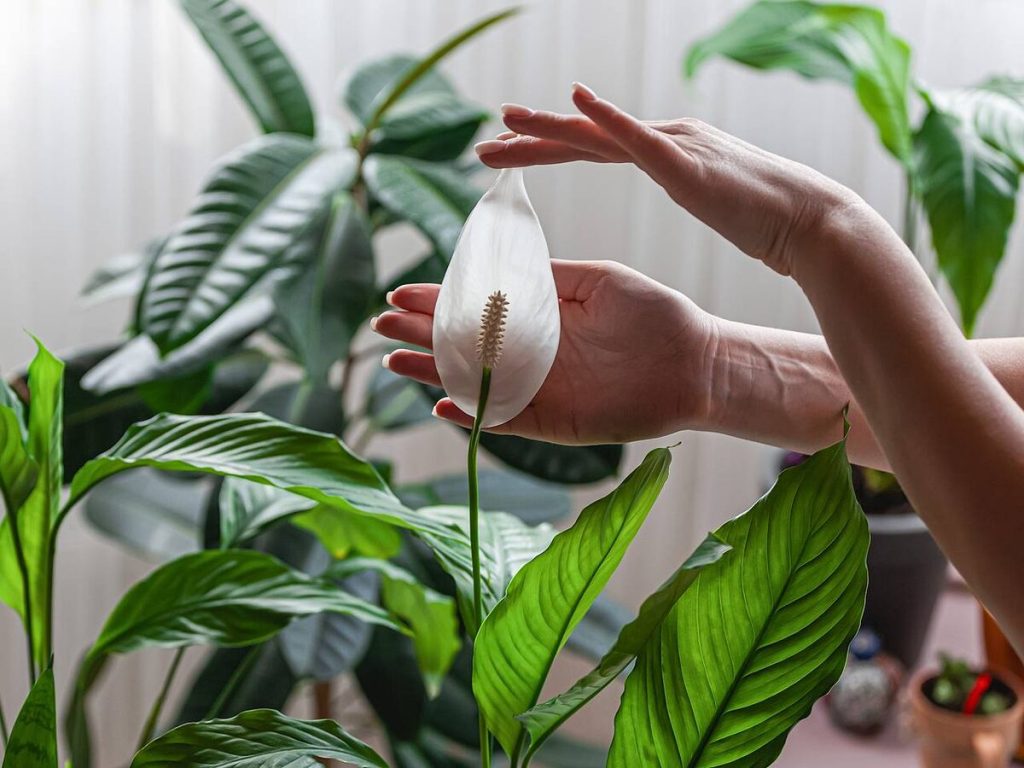 Smíchejte s půdou. Spathiphyllum bude kvést jako nikdy předtím