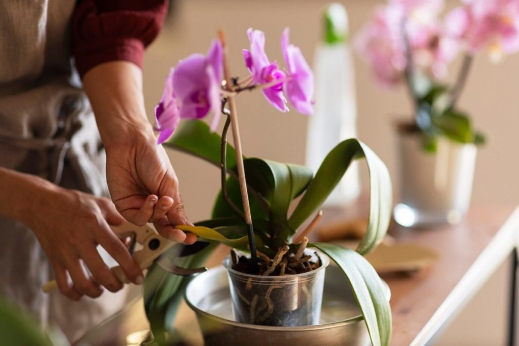 Přidejte vodu a nalijte do hrnce. Orchidej rozkvete