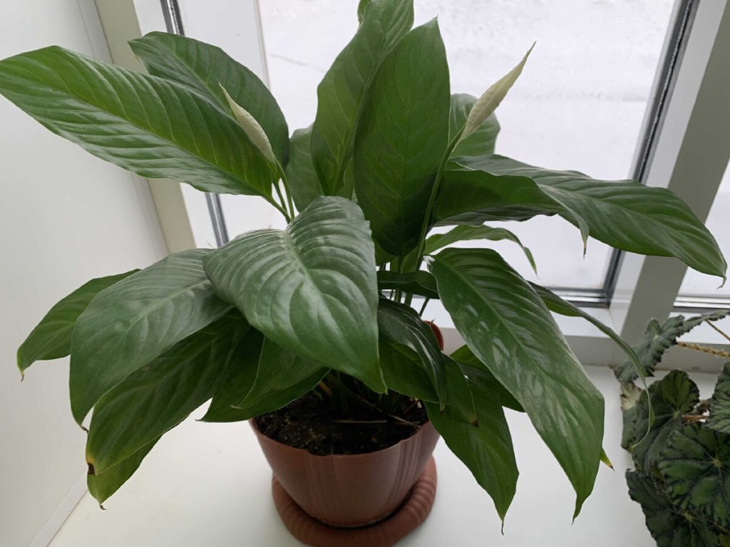Místo toho, abyste spathiphyllum zasadili do košíku, zasaďte jej do květináče. Velmi brzy z něj vyrostou krásné bílé květy.