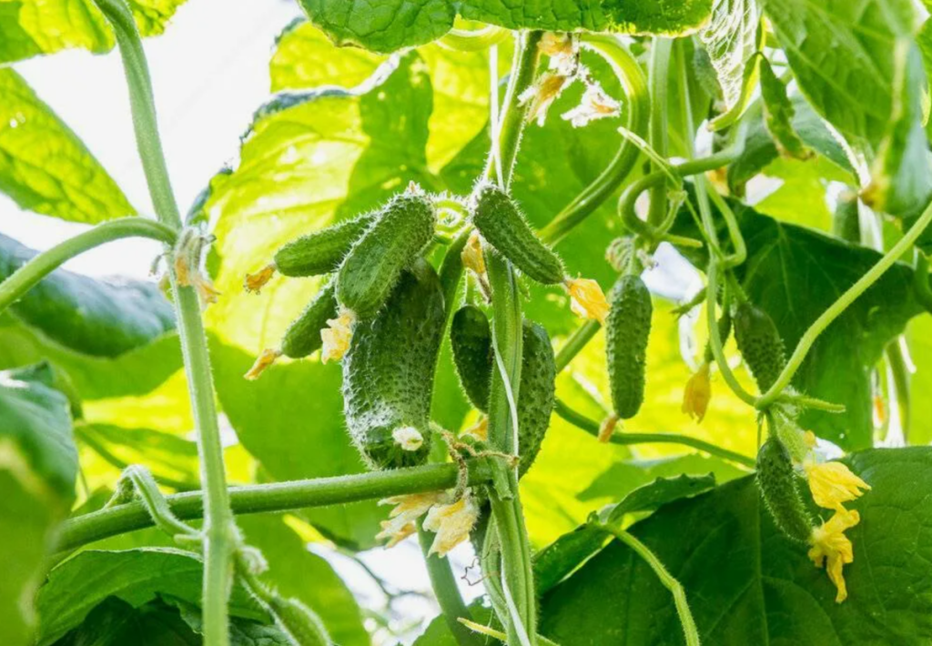 Jaká vzdálenost by měla být mezi okurkovými jamkami: agronomka prozradila tajemství bohaté úrody – budete sklízet pytle