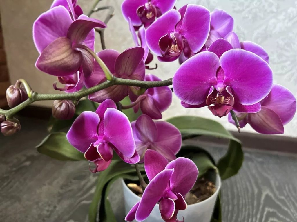 Provařte pouze skořápky a co nejdříve zalijte orchidej, která pak rozkvete nádhernými květy. Výživný nálev stimulující kvetení. Přírodní hnojivo pro orchideje