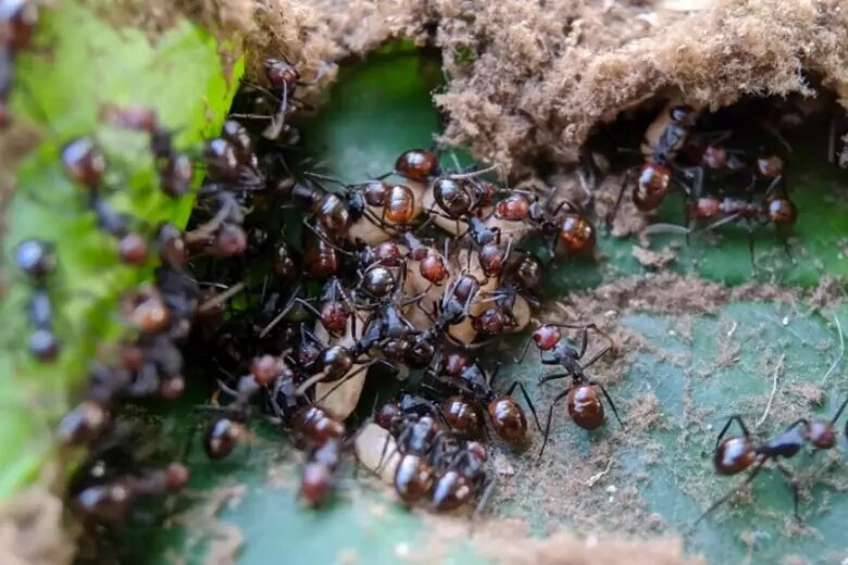 Mravenci v květináčích: jednoduché kuchyňské koření – nejlepší řešení