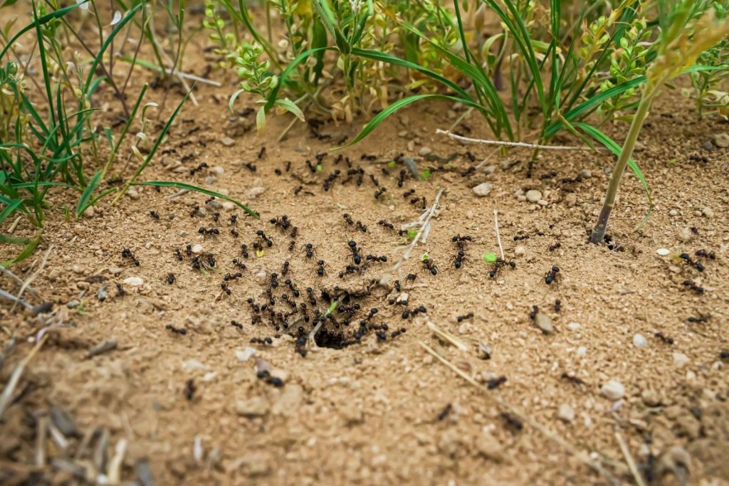 Účinné způsoby přirozeného odstranění mravenišť ve vaší zahradě