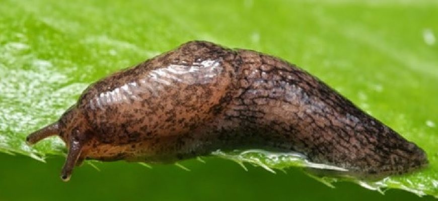 Jak se zbavit šneků ve vaší zahradě? Zkušení zahradníci znají řešení tohoto problému. Tady je jejich tajemství