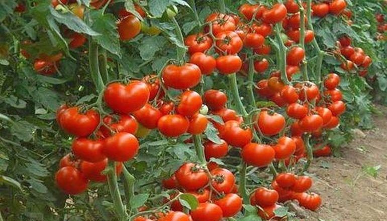 Od 16. května dávám sodu na rajčata – úroda roste jako tank: 11–13 kg plodů z každého keře