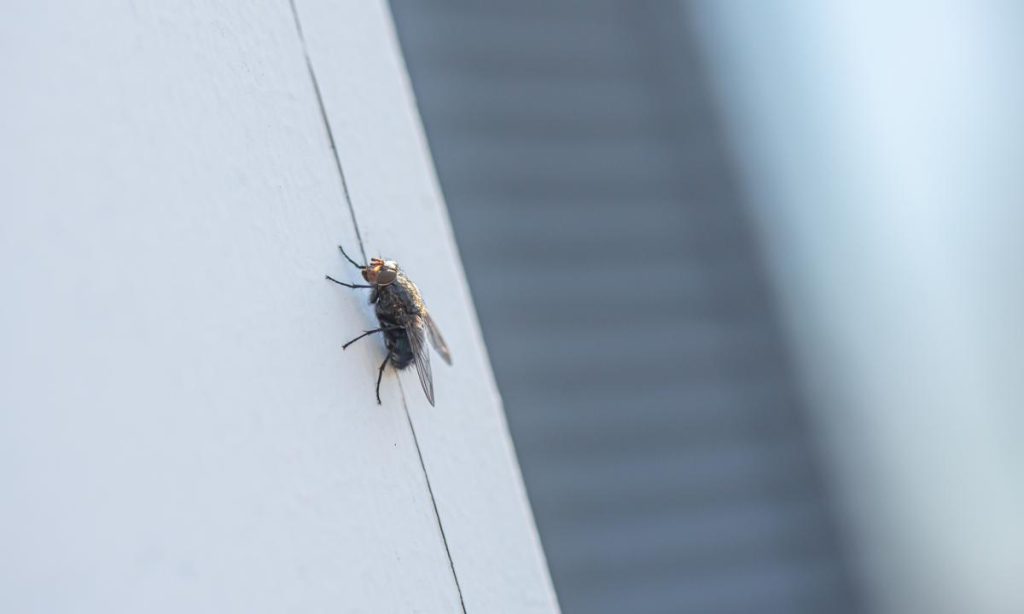 Sbohem, mouchy doma: k jejich odražení budete potřebovat pouze jednu ingredienci, kterou najdete v každé kuchyni