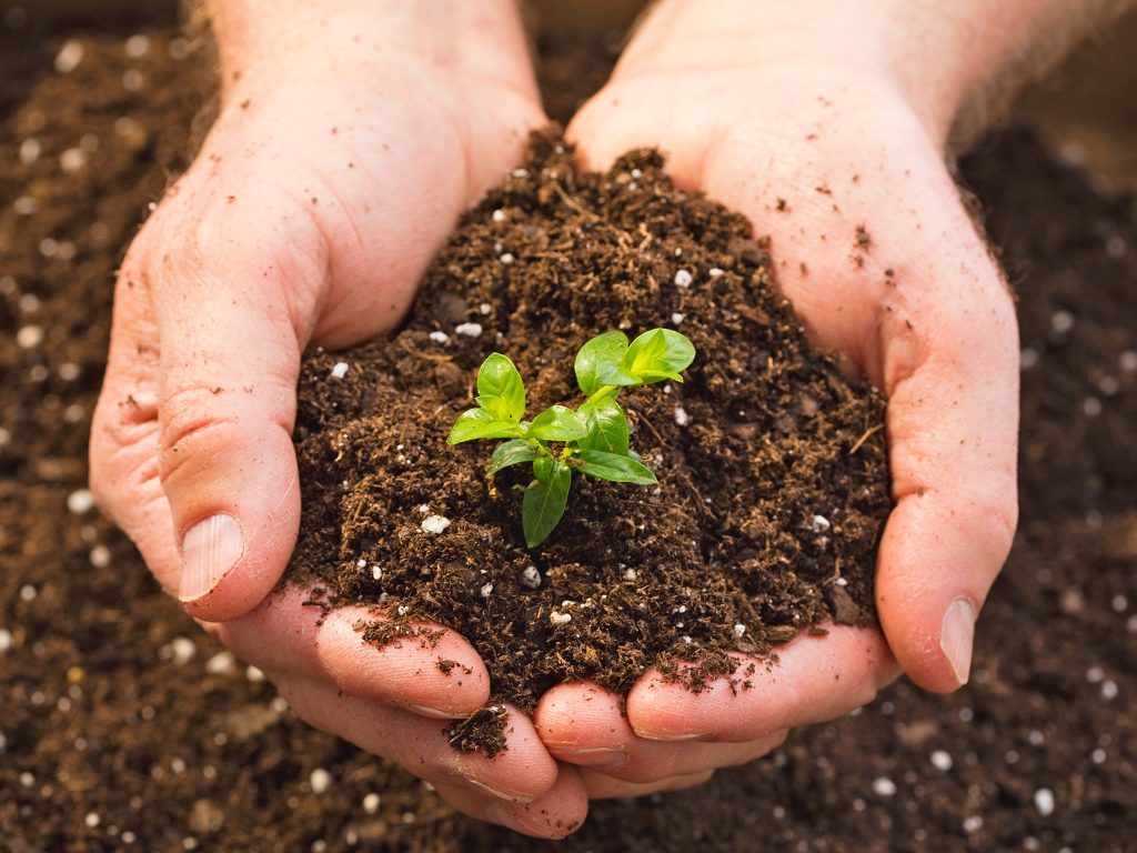 Nasypte 5 polévkových lžic na metr čtvereční. Půda bude jako černozem