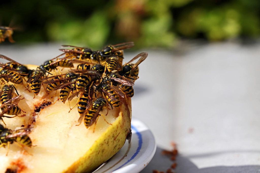 Rozkrojte citron na polovinu a zapíchněte do něj hřebíček. Takhle odeženete otravný hmyz