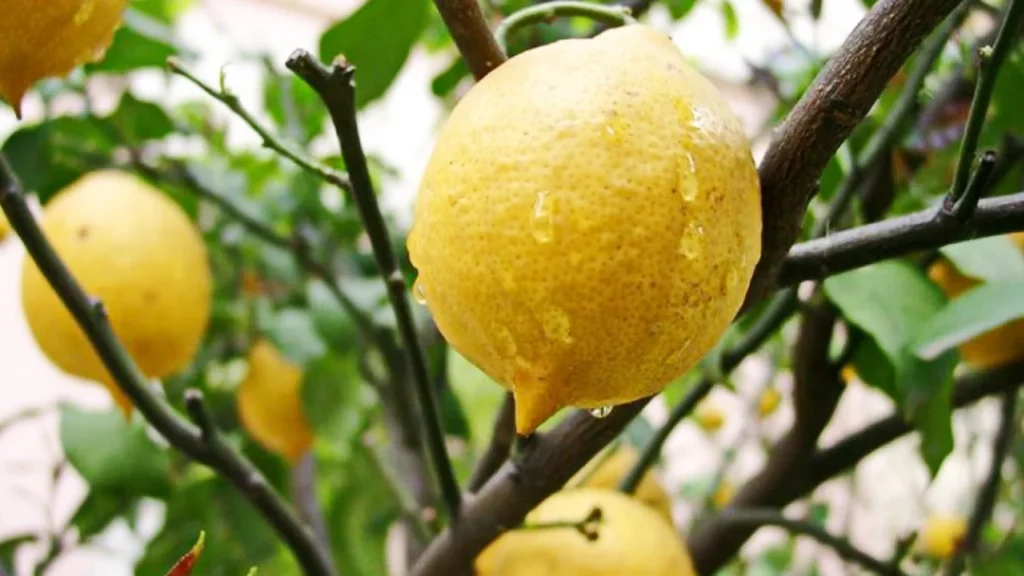 Jak vypěstovat citroník za méně než měsíc pomocí triku, který používají všichni zkušení zahradníci