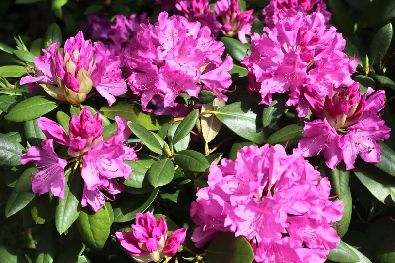 Rododendron se rozrostl? Nyní už na tuto péči nezapomenete.
