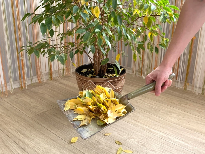 Ficus neustále shazuje listy? Florista radí, jak mu pomoci