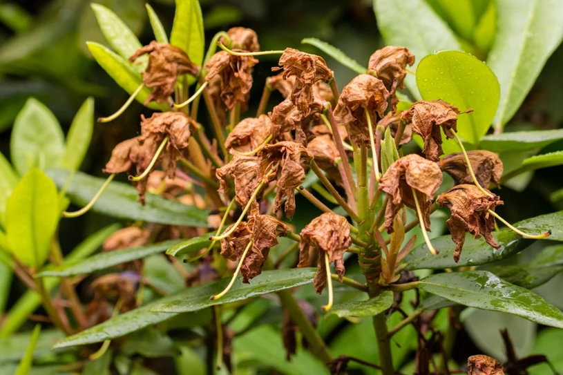 Rododendron se rozrostl? Nyní už na tuto péči nezapomenete.