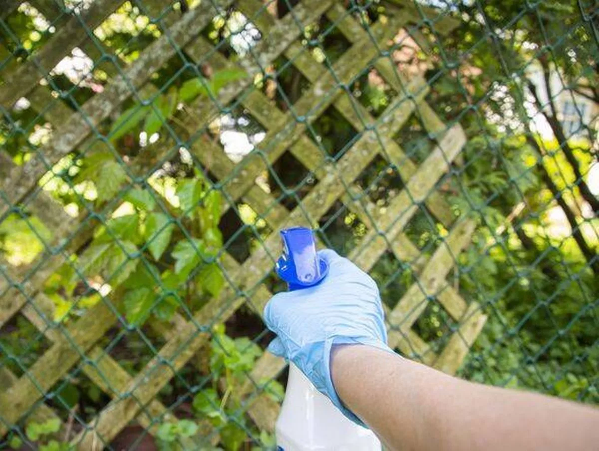 Zahradníci se mohou zbavit břečťanu „navždy“ za pouhých několik dní pomocí zcela přírodního roztoku
