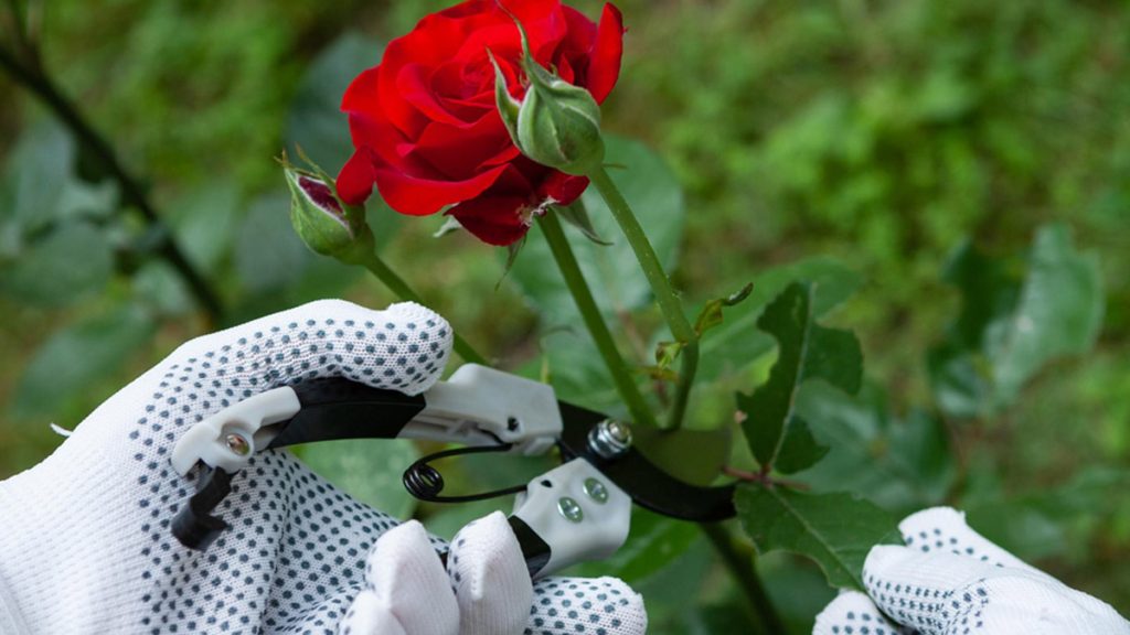 10 keřů růží z jedné rostliny: tento jednoduchý trik, který se používá v červnu, umožňuje zvýšit jejich počet desetkrát bez roubování!
