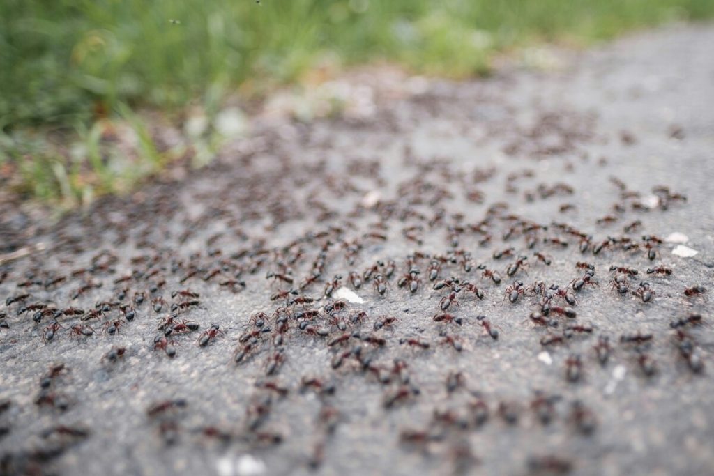 Nejlepší způsoby, jak se rychle a snadno zbavit mravenišť ve vašem domě nebo na zahradě.