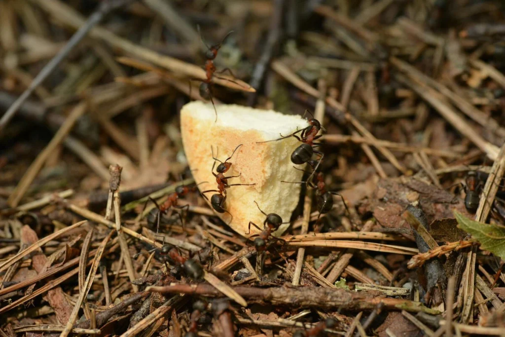 Čtyři způsoby, jak rychle a snadno zničit mraveniště v domě nebo na zahradě bez použití insekticidů.