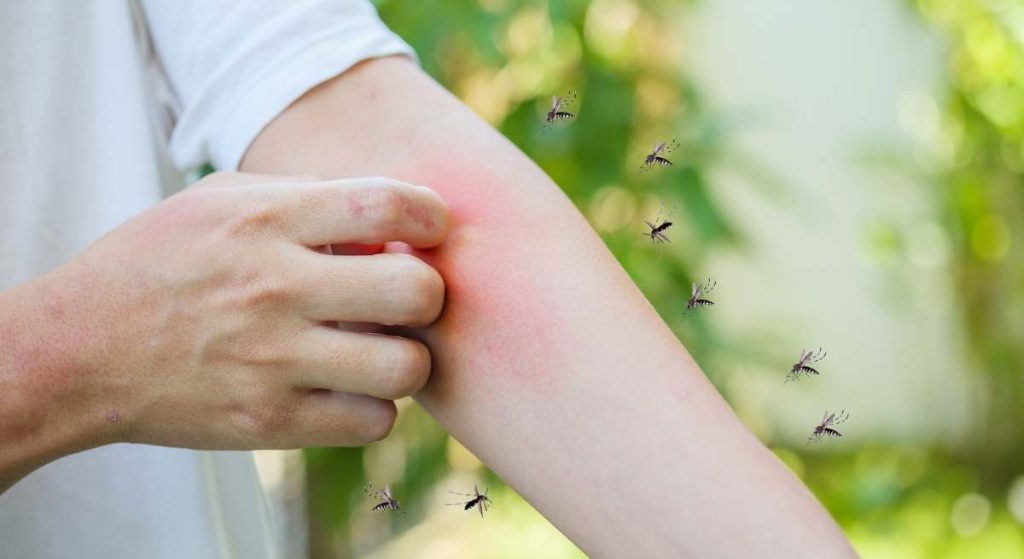 Zapomeňte na komáří kousnutí a moly letos v létě: tato rostlina je od vašeho domu odežene.