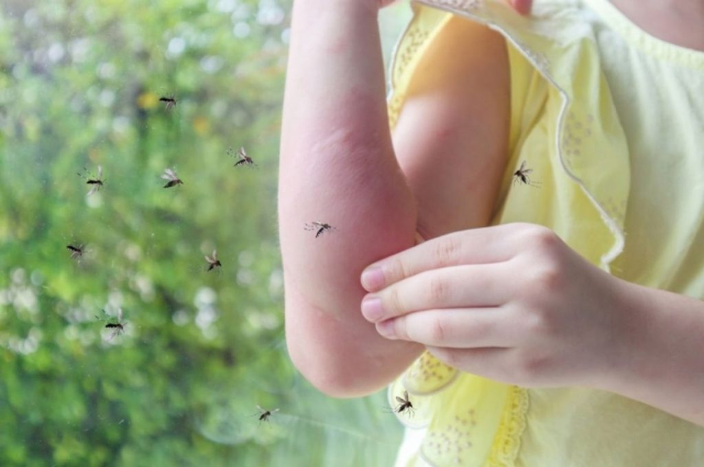 Tato rostlina, která naplňuje váš domov vůní a zároveň odpuzuje komáry, je důvodem, proč ji všichni milují.