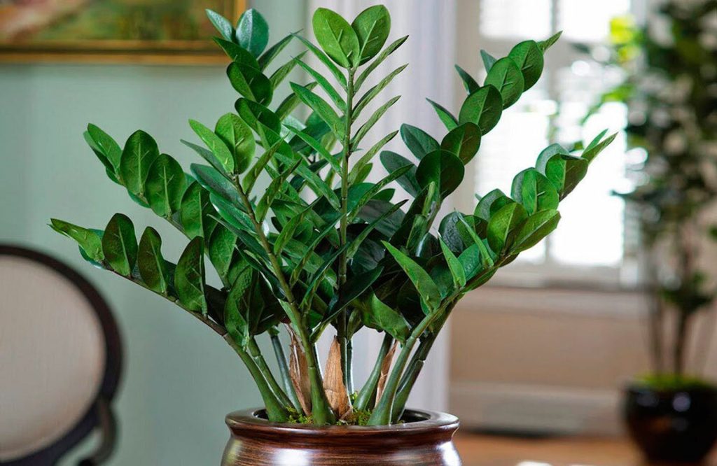 Zamioculcas se vzpírá a nechce vypěstovat nové listy? Takto se s tímto potvorou vypořádáte. Po použití tohoto domácího kondicionéru budou větve zelené a lesklé.
