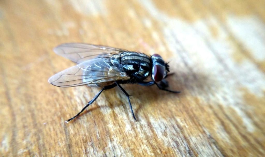 Tři spolehlivé domácí triky, které vám pomohou zbavit se much z vašeho domova