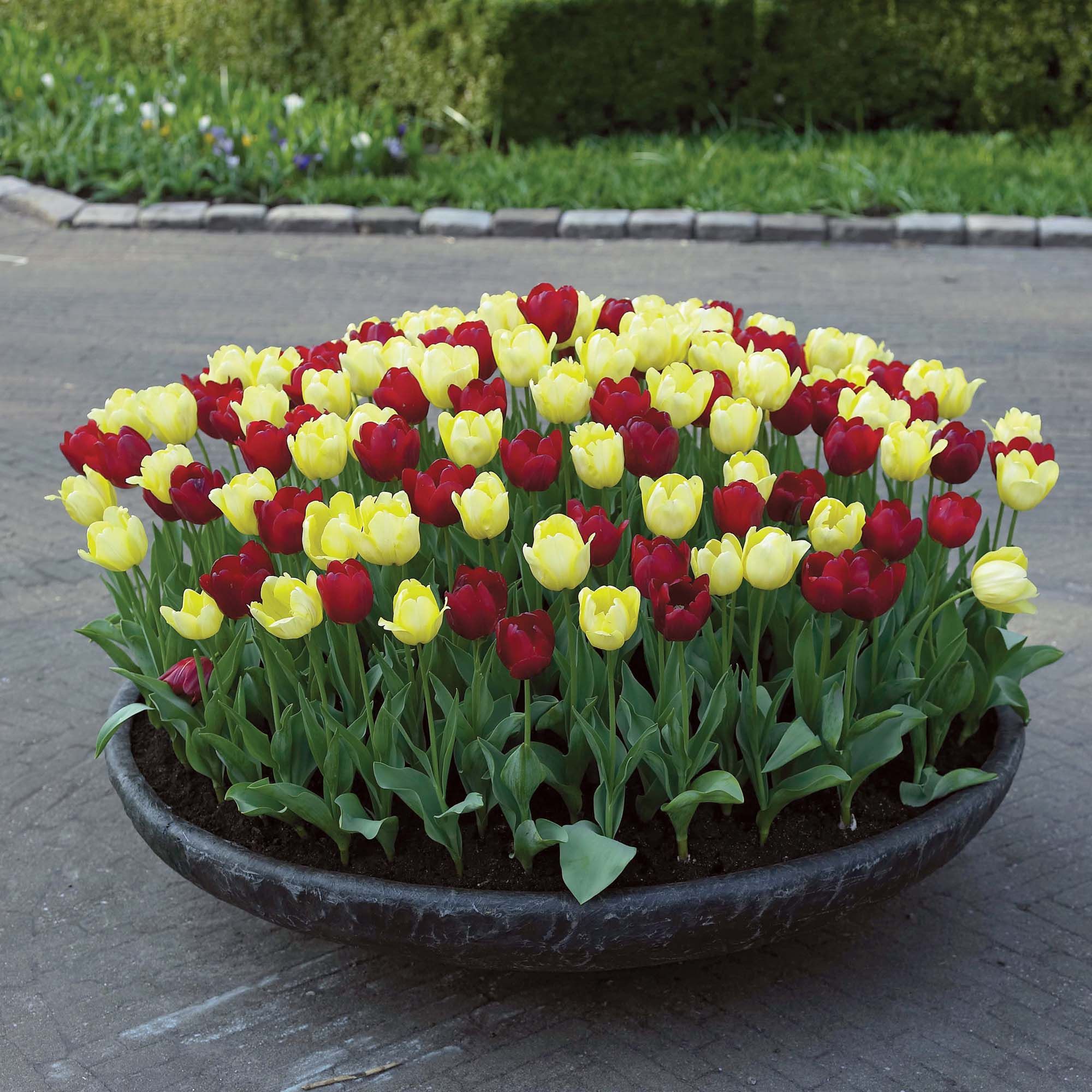 7 tipů, jak obnovit záhon po odkvětu tulipánů, a 8 pravidel, kdy je vykopat a co dělat dál