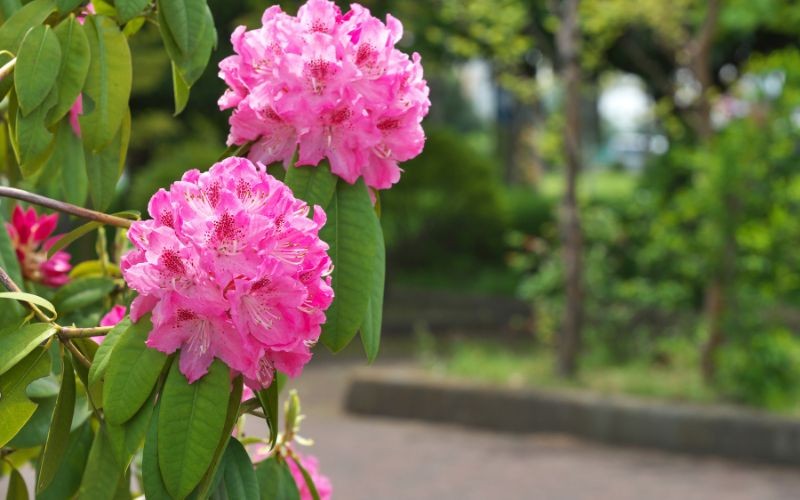 Co dělat, když rododendron odkvetl? Důležitý postup pro posílení rostliny