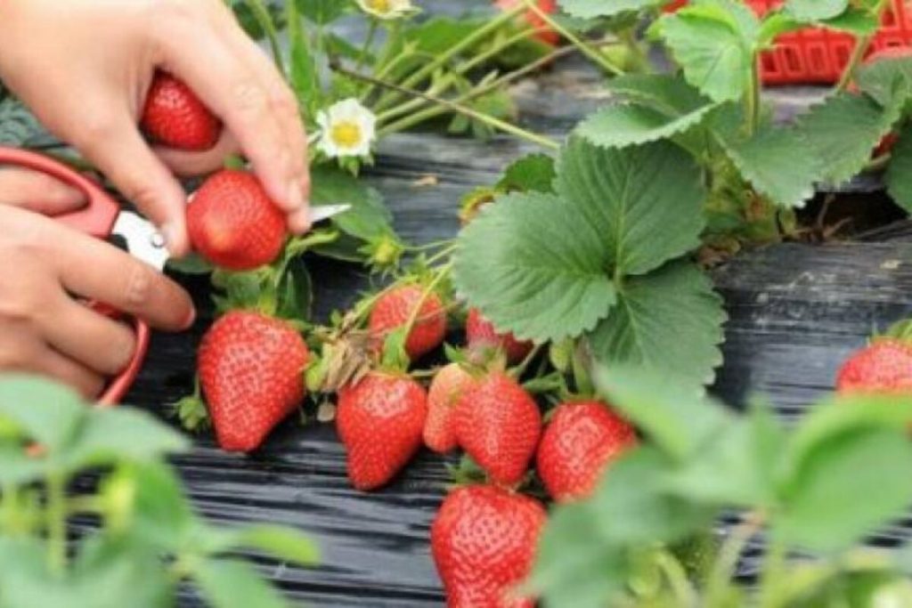 5 chyb, kvůli kterým vaše jahody nikdy nebudou rodit – zjistěte, jak je napravit