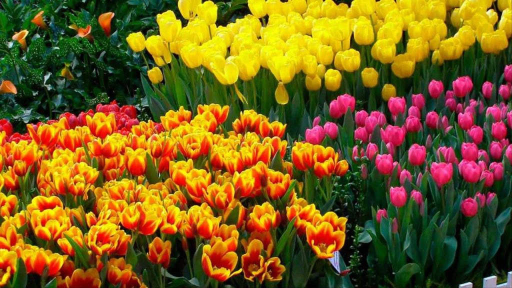 7 tipů, jak obnovit záhon po odkvětu tulipánů, a 8 pravidel, kdy je vykopat a co dělat dál