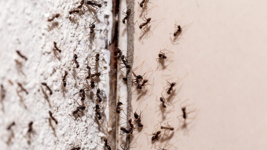 Nejlepší způsoby, jak se rychle a snadno zbavit mravenišť ve vašem domě nebo na zahradě.