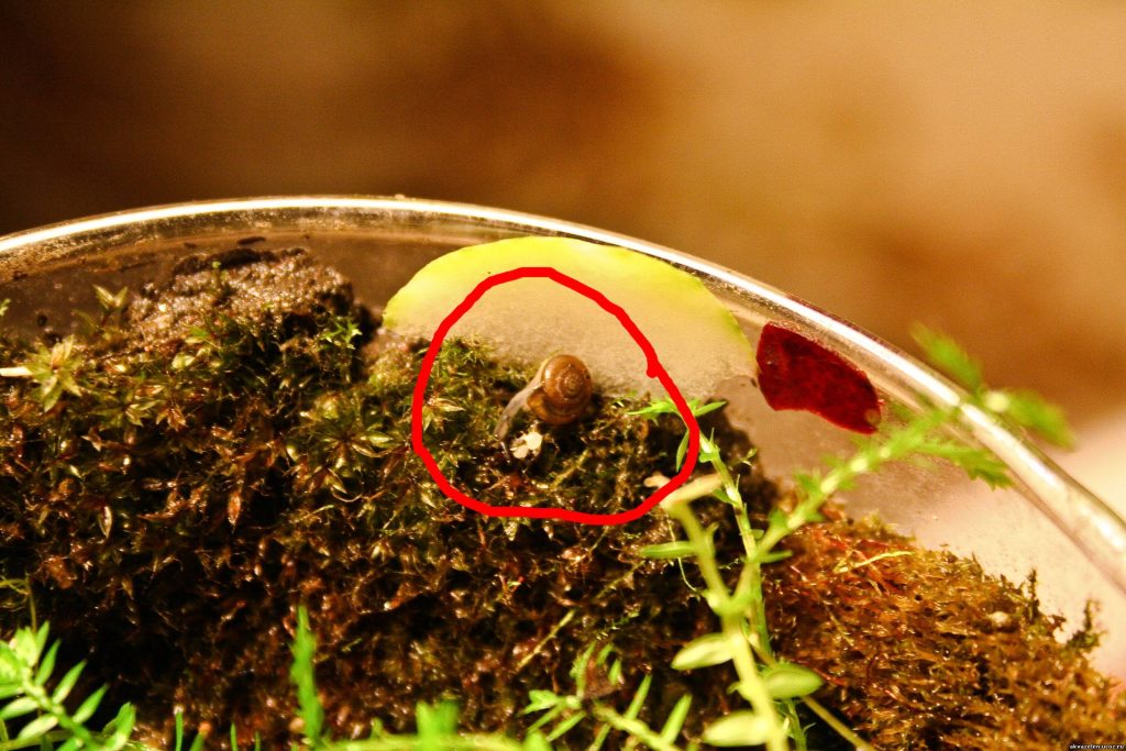 Tip z 1 ingredience, jak odhánět šneky od vašich rostlin S pomocí tohoto jednoduchého triku se zbavíte škůdců.