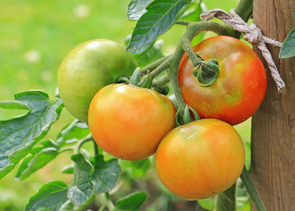 Toto hnojivo používají nejlepší zahradníci. Jejich rajčata jsou vynikající.