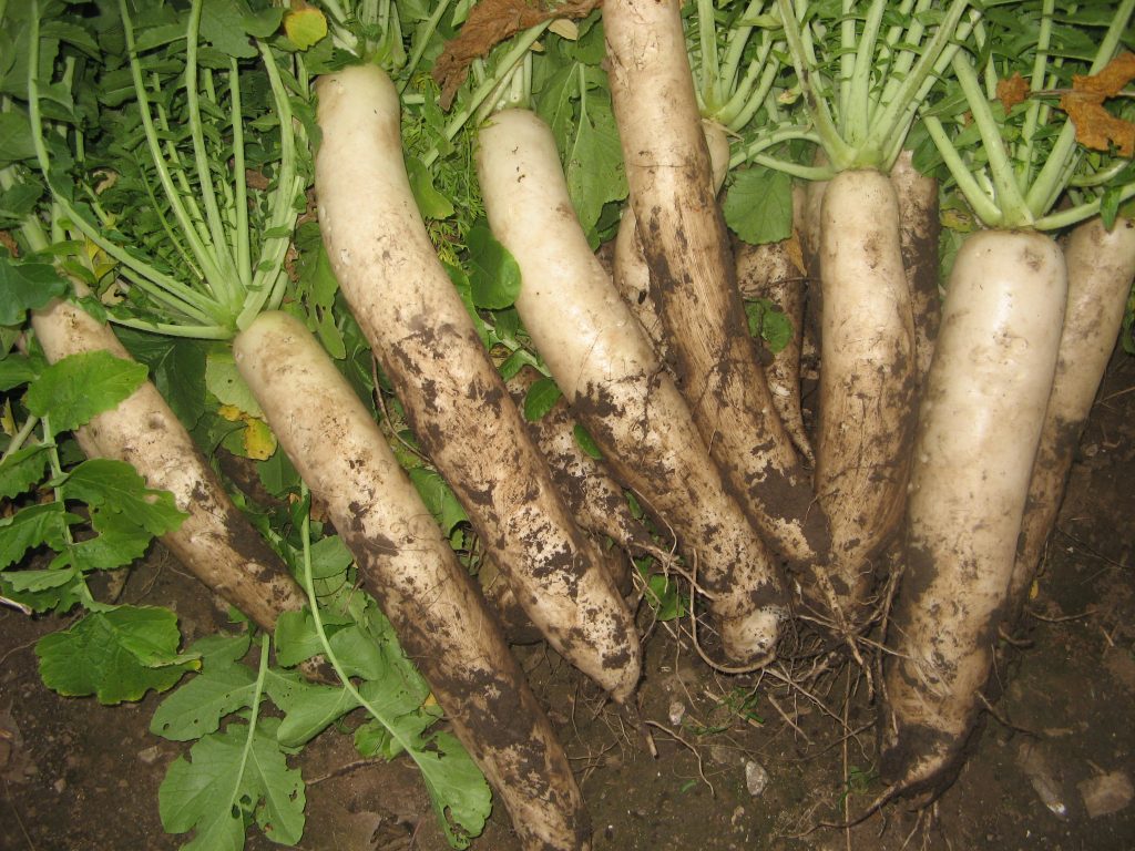 Jak pěstovat daikon na volném prostranství: termíny výsadby, odrůdy a péče