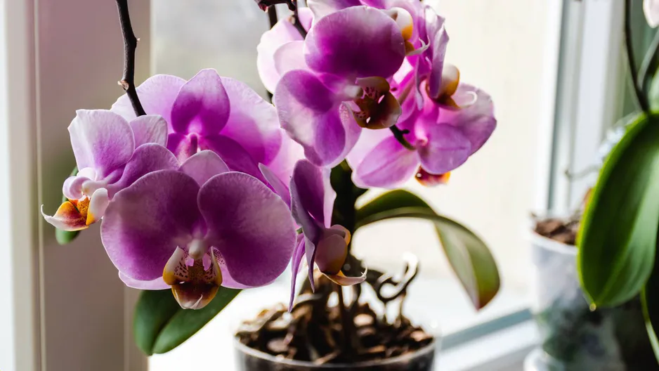 Nalijte tři lžíce do květináče. Malá orchidej bude růst jako plevel.