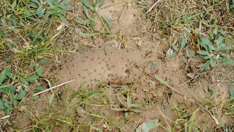 Mravenci už nebudou problém. Stačí je posypat po zahradě.