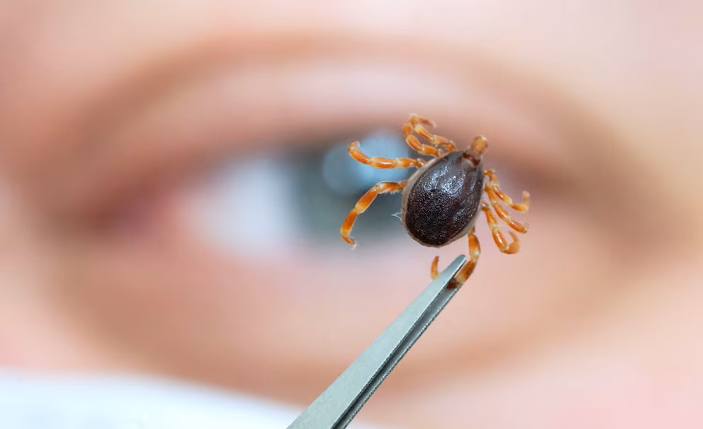 Světový den boje proti škůdcům: co se děje s klíšťaty a blechami v chladných měsících?