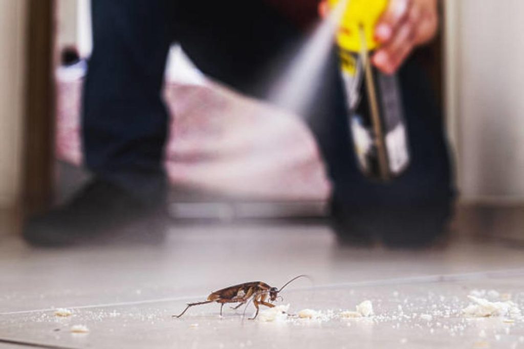 Žádný ocet, žádné chemikálie: jednoduchý způsob, jak letos v létě odpudit mravence a šváby