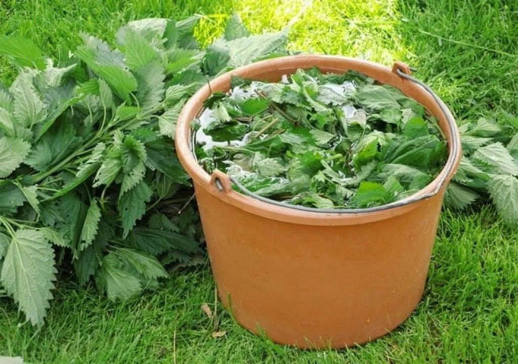 Od té doby, co jsem začal používat tento starý přírodní trik, který používali již staří lidé, už mšice nemám.