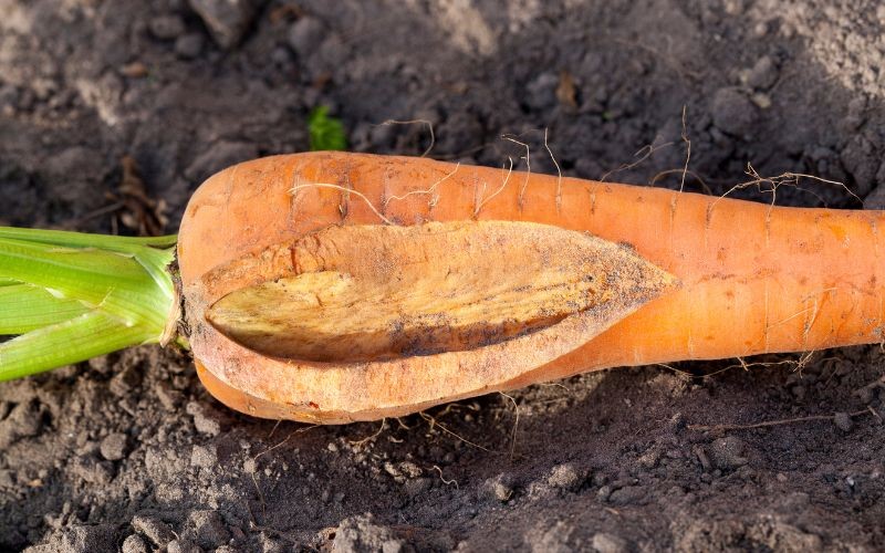 Proč mrkev praská? Jednoduchý způsob, jak zachovat pevnou a šťavnatou kořenovou zeleninu